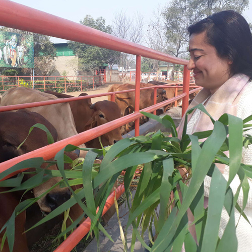 SELFLESS SERVICES: Promoting Indian Culture - Cow Sewa